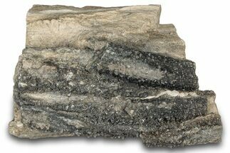 Petrified Wood Section with Sparkling Quartz - Arizona #305402