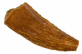 Serrated Raptor Tooth - Real Dinosaur Tooth #305494
