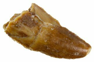 Bargain, Raptor Tooth - Real Dinosaur Tooth #305500