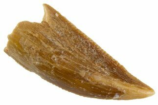 Serrated Raptor Tooth - Real Dinosaur Tooth #305520