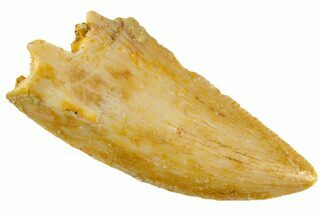 Serrated Raptor Tooth - Real Dinosaur Tooth #305552