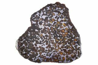 Polished Sericho Pallasite Meteorite ( g) Slice - Kenya #305725