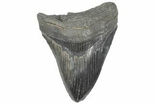 Serrated, Fossil Megalodon Tooth - South Carolina #301806