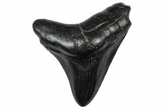 Fossil Megalodon Tooth - South Carolina #301810