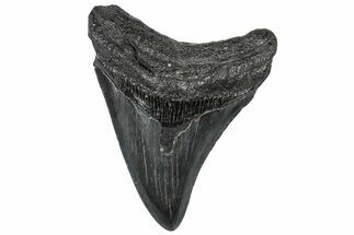 Fossil Megalodon Tooth - South Carolina #301817