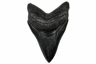 Serrated, Fossil Megalodon Tooth - South Carolina #301824
