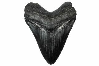 Serrated, Fossil Megalodon Tooth - South Carolina #301831
