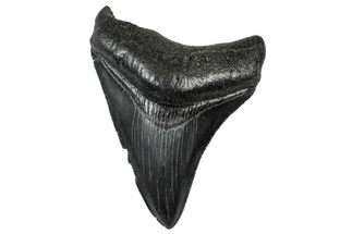 Serrated, Fossil Megalodon Tooth - South Carolina #301832