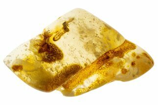 Polished Colombian Copal ( g) - Contains Termite! #304208