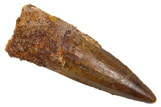 Fossil Spinosaurus Tooth - Real Dinosaur Tooth #305664