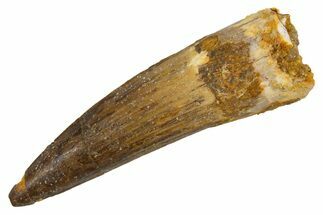 Fossil Spinosaurus Tooth - Real Dinosaur Tooth #305681