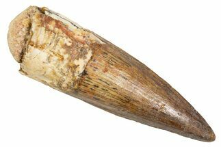 Fossil Spinosaurus Tooth - Real Dinosaur Tooth #305765