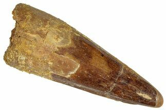 Fossil Spinosaurus Tooth - Real Dinosaur Tooth #305588