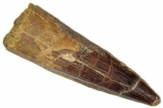 Fossil Spinosaurus Tooth - Real Dinosaur Tooth #305611