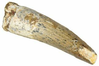 Fossil Spinosaurus Tooth - Real Dinosaur Tooth #305621