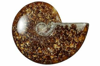 Polished Cretaceous Ammonite (Cleoniceras) Fossil - Madagascar #305960