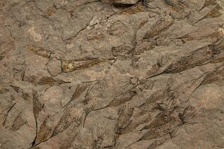Echinoderm Fossils For Sale