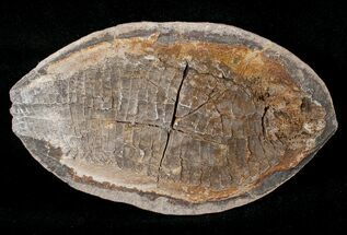 Triassic Fossil Fish (Australosomus) - Madagascar #16740