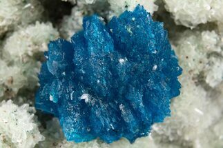 Vibrant Blue Cavansite Cluster on Stilbite - India #306067