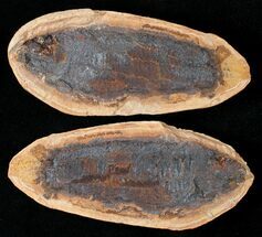 Australosomus Fossil Fish From Madagascar - Triassic #16739