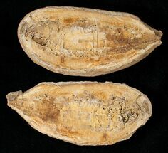 Australosomus Fossil Fish From Madagascar - Triassic #16741