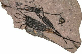 Eocrinoid (Ascocystites) Mortality Plate - Ordovician #306200