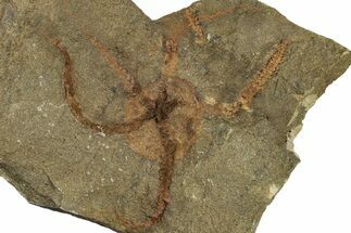 Bargain, Ordovician Brittle Star (Ophiura) - Morocco #306226