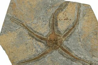 Ordovician Brittle Star (Ophiura) - Morocco #306229