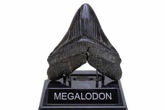 Serrated, Fossil Megalodon Tooth - South Carolina #306305