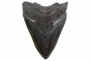 Serrated, Fossil Megalodon Tooth - South Carolina #306306