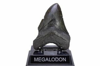 Fossil Megalodon Tooth - South Carolina #306309