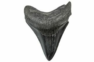 Serrated, Fossil Megalodon Tooth - South Carolina #306257