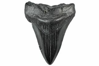Fossil Megalodon Tooth - South Carolina #306261