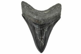 Serrated, Fossil Megalodon Tooth - South Carolina #306267