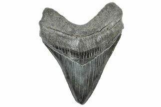 Serrated, Fossil Megalodon Tooth - South Carolina #306285