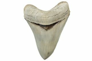 Serrated, ” Fossil Megalodon Tooth - Aurora, North Carolina #306351