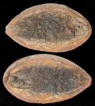 Triassic Fossil Fish (Boreosomus) In Concretion - Madagascar #16745