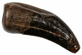 Serrated, Baby Dinosaur T rex Tooth - Montana #306531