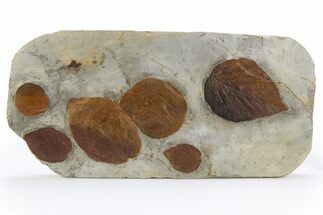 Wide Plate with Six Fossil Leaves (Four Species) - Montana #305981