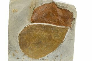 Wide Plate with Two Fossil Leaves (Two Species) - Montana #305995