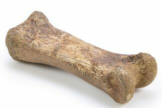 Fossil Tyrannosaur (Nanotyrannus?) Phalanx Bone - Montana #306660