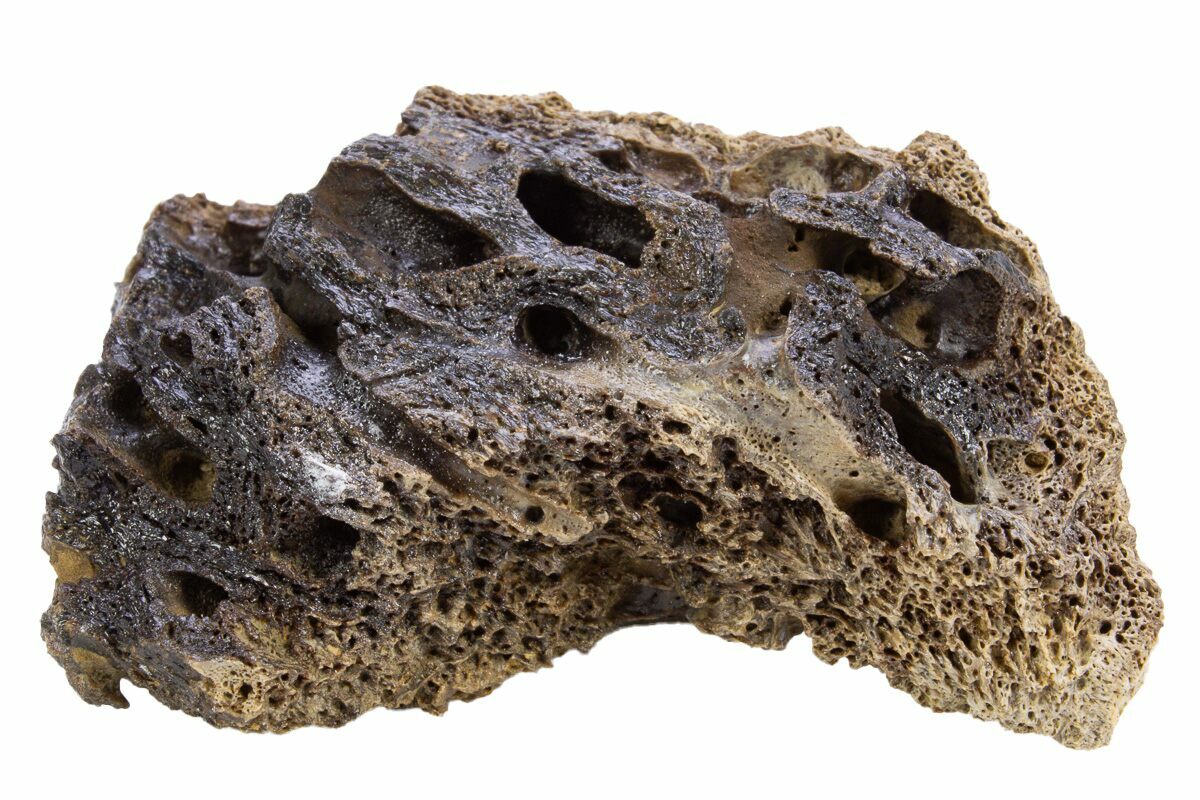 Rex Bone 2
