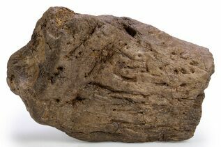 Dinosaur Fossils For Sale