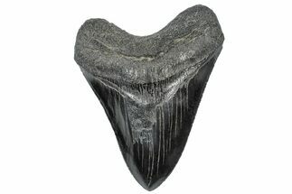 Serrated, Fossil Megalodon Tooth - South Carolina #306294