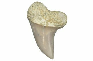 Fossil Shark Tooth (Carcharodon planus) - Bakersfield, CA #306778