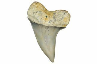 Fossil Shark Tooth (Carcharodon planus) - Bakersfield, CA #306803