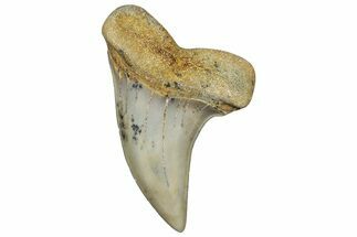 Fossil Shark Tooth (Carcharodon planus) - Bakersfield, CA #306814