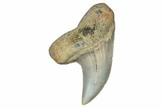 Fossil Shark Tooth (Carcharodon planus) - Bakersfield, CA #306837