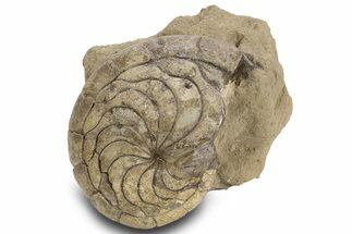 Fossil Nautilus (Aturia) - Boujdour, Morocco #306928