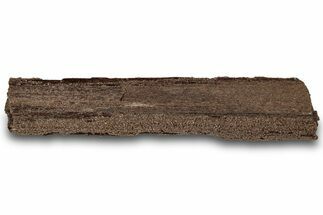 Permineralized Wood Covered In Sparkling Quartz - Germany #307000